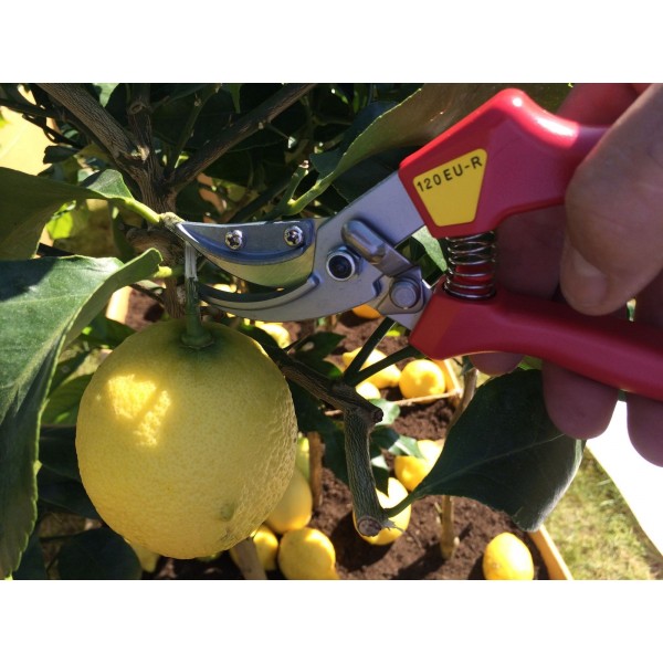 مقص تقليم الورود ARS 120 EU-R، شفرة من الفولاذ المقاوم للصدأ عالي الكربون، للمزارع والحدائق، يقطع السيقان حتى 15 مم