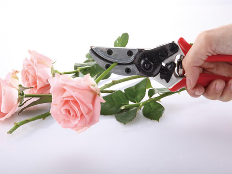 مقص تقليم الورود ARS 120 EU-R، شفرة من الفولاذ المقاوم للصدأ عالي الكربون، للمزارع والحدائق، يقطع السيقان حتى 15 مم