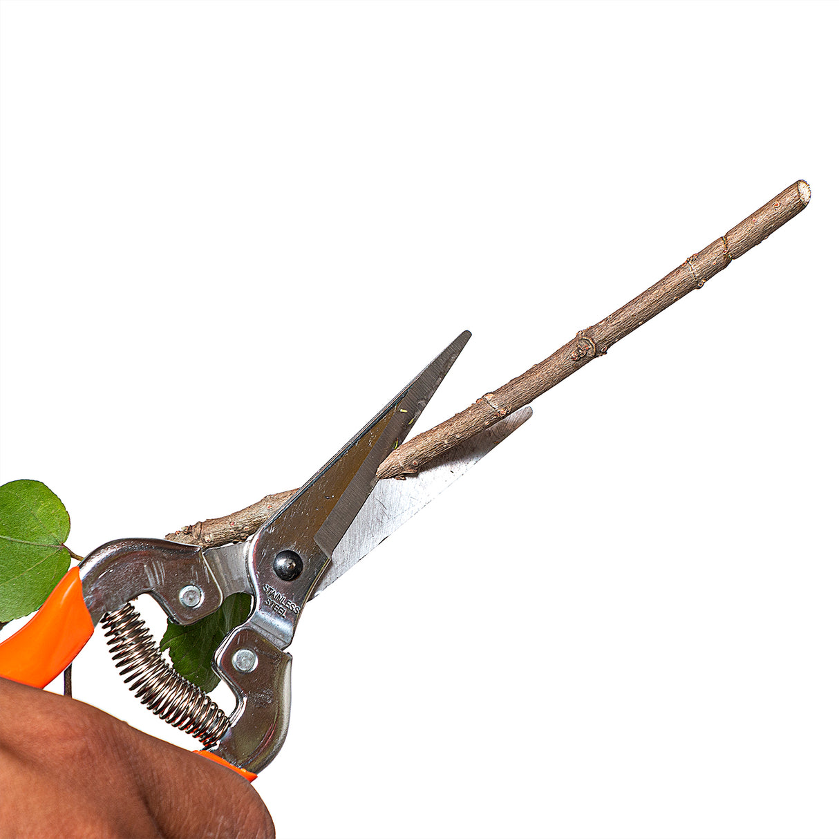 مقص تقليم VAPS010 بشفرة من الفولاذ المقاوم للصدأ، أفضل مقص تقليم للحدائق، مشاتل، تقليم الخضروات، سيقان الزهور