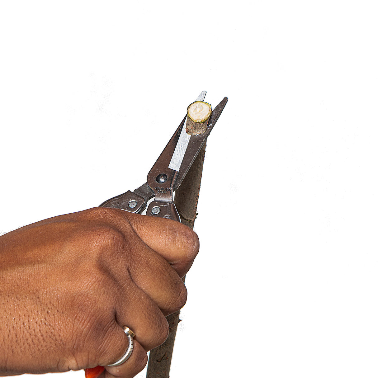 مقص تقليم VAPS010 بشفرة من الفولاذ المقاوم للصدأ، أفضل مقص تقليم للحدائق، مشاتل، تقليم الخضروات، سيقان الزهور