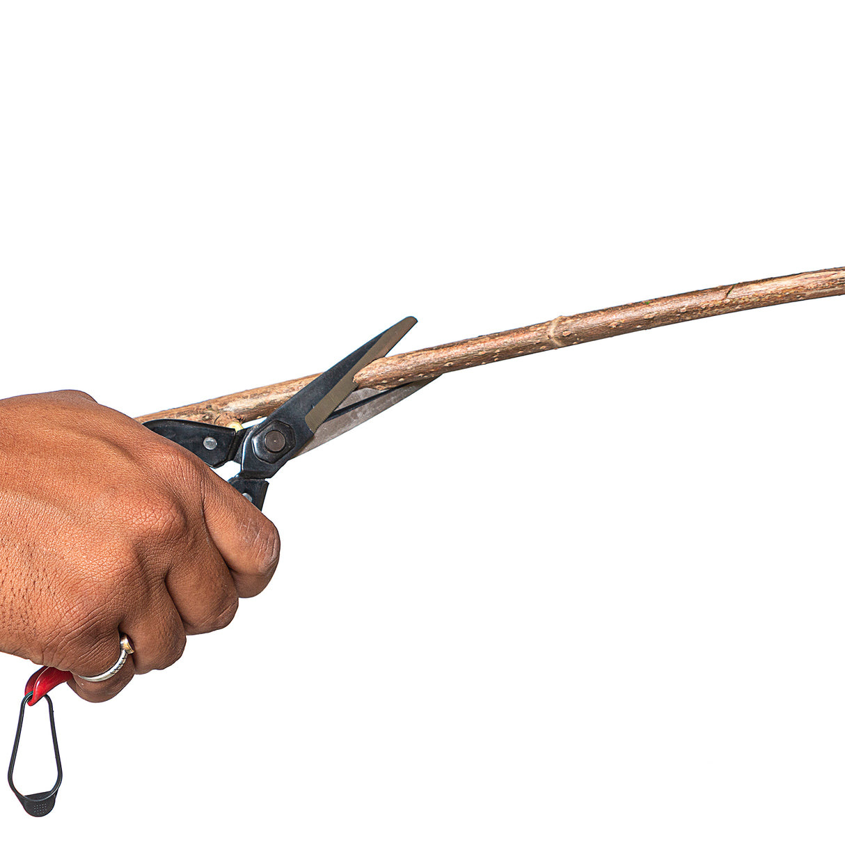 VAPS 030، مقص فواكه وزهور من الفولاذ بشفرة طويلة، يقطع سيقان النباتات حتى 10 مم، أفضل مقص للحديقة