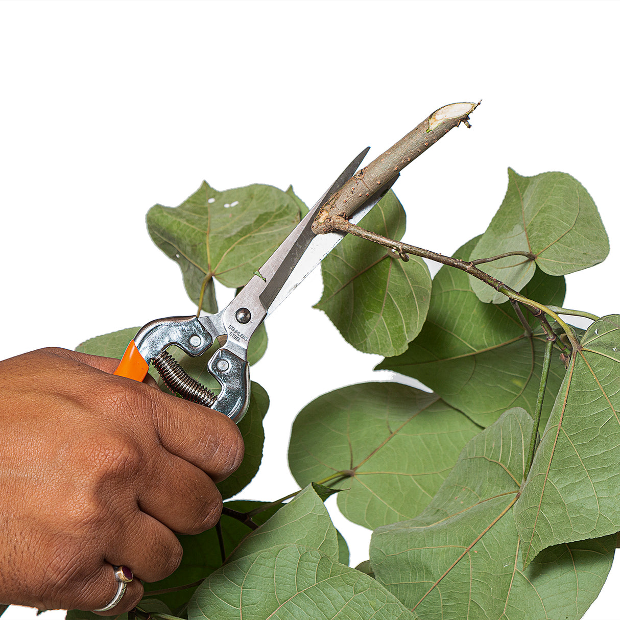 VAPS 029, Long Stainless Steel Blade, Best for Fruit & Flower Cutting, Cut Stems Upto 10 mm, for Garden & Plant Stems Pruning