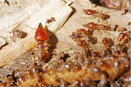 Termites Control