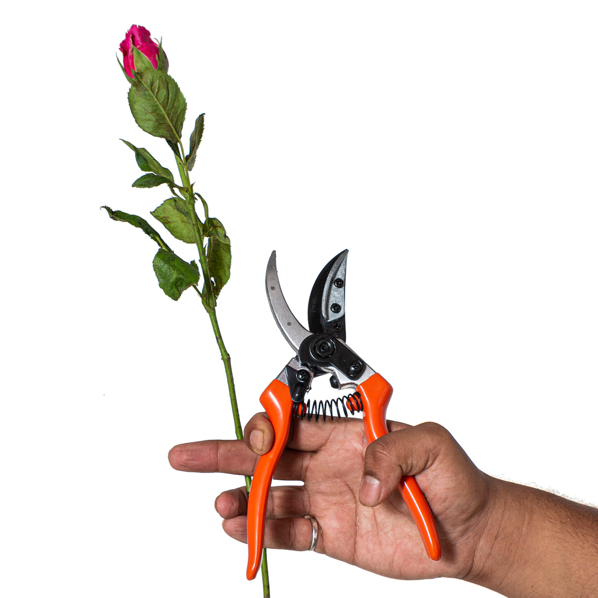 VAPS 015 Cut & Hold Pruning Secateur, For Rose Pruning, Garden & Nursery Pruning, Cuts Upto 15 MM Stems